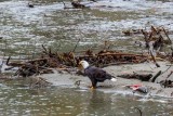 BaldEagleAndChinook111220.jpg