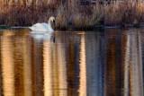 TrumpeterSwanBarnabySlough110620_8.jpg