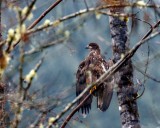 JuvenileBaldEagleMarblemount112420.jpg