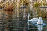 SwansBarnabySlough112520_2.jpg
