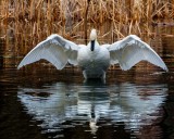 SwansBarnabySlough112520_7.jpg