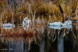 SwansBarnabySlough121020.jpg