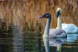 TrumpeterSwans120720.jpg