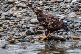 JuvenileBaldEagleMp101121520.jpg