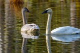 TrumpeterSwans120720_2.jpg