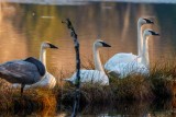 TrumpeterSwansBarnabySlough122820_5.jpg