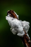 HairIce122920.jpg