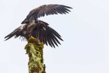 JuvenileBaldEagleMp101_123120_3.jpg