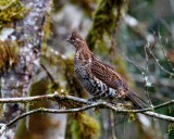 RuffedGrouse010321.jpg