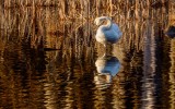 TrumpetrSwanBarnabySlough010621.jpg