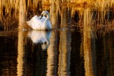 TrumpetrSwanBarnabySlough010621_3.jpg