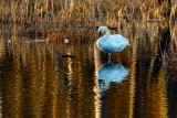 TrumpetrSwanBarnabySlough010621_4.jpg