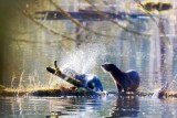 RiverOttersBarnabySlough010921.jpg