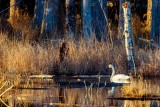 SwanInTimber011621.jpg