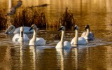 TrumpeterSwansBarnabySlough010921.jpg