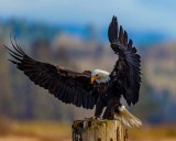 BaldEagle1ClawSamishFlats012821.jpg