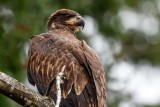 JuvenileBaldEagle102720_4.jpg