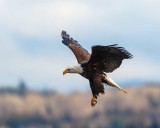 BaldEagle1ClawSamishFlats012821_5.jpg