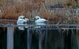 SwansBarnabySlough020821.jpg