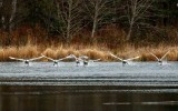 SwansBarnabySlough021021.jpg