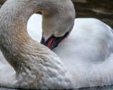 SwansBarnabySlough021221_4.jpg