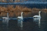 SwansBarnbySlough021221.jpg