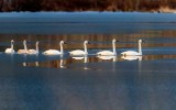 TrumpeterSwansBarnabySlough021721.jpg
