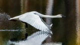 TrumpeterSwanBarnabySlough021921.jpg