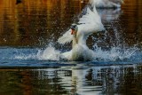 TrumpeterSwanBarnabySlough022221.jpg