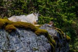 GoatNewhalem022421.jpg