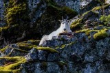 GoatNewhalem022421_3.jpg