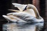 TrumperetSwansBarnabySlough022721.jpg