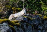 GoatNewhalem0224212.jpg
