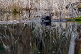 OtterBarnabySlough030121.jpg