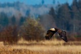 EagleSamishFlats030321.jpg