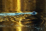 OtterBarnabySlough030921_2.jpg