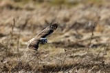 ShortEaredOwlEdison031121.jpg