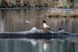 CommonMerganserBarnabySlough,031821.jpg