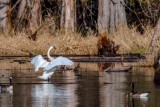 TrumpeterSwanBarnabySlough031621.jpg