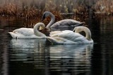 TrumpeterSwansBarnabySlough022721_4.jpg