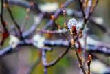 Pussywillows032421_3.jpg