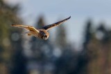 ShortEaredOwlEdison032521_4.jpg