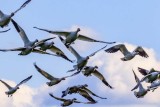 SnowGeese040821_3.jpg