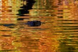 BeaverBarnabySlough041821_2.jpg