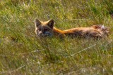 RedFoxSanJuanIs041521_4.jpg