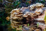 OysterMushroomsBarnabySlough.jpg