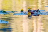 WooduckBarnabySlough051121_4.jpg