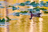 WooduckBarnabySlough051121_3.jpg