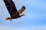 BaldEagleSeabeck053021_8.jpg