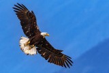BaldEagleSeabeck053021_9.jpg